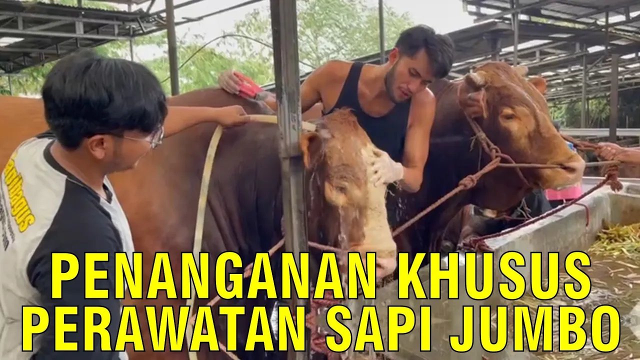
                                 Penanganan-Spesial-Sapi-Super-Jumbo-1-Ton-Up